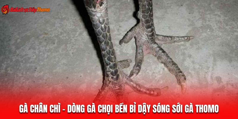 Gà chân chì