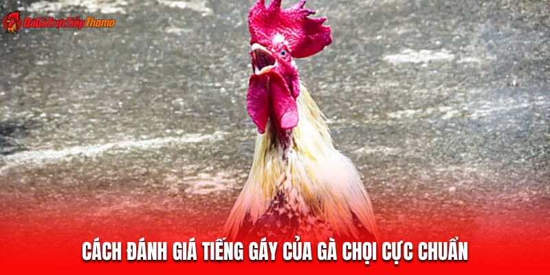 Cách đánh giá tiếng gáy của gà chọi cực chuẩn