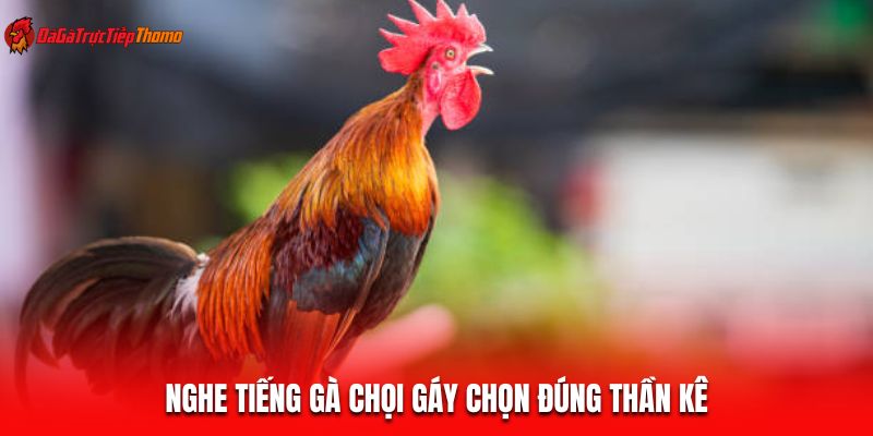 Nghe tiếng gà chọi gáy chọn đúng thần kê