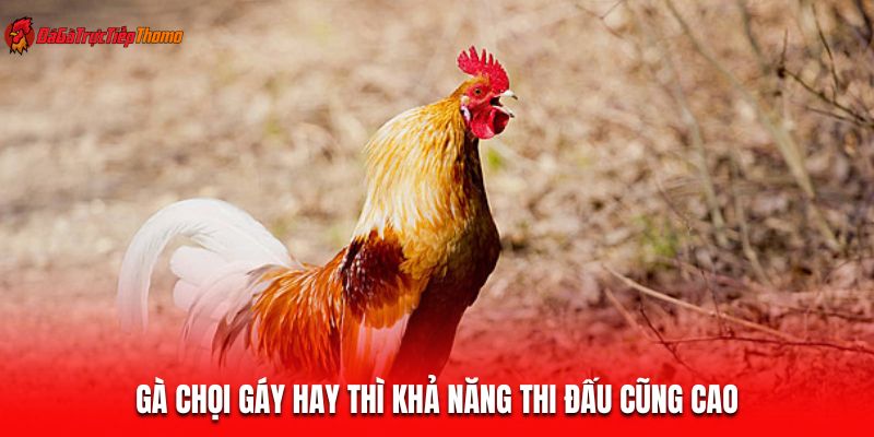 Gà chọi gáy hay thì khả năng thi đấu cũng cao