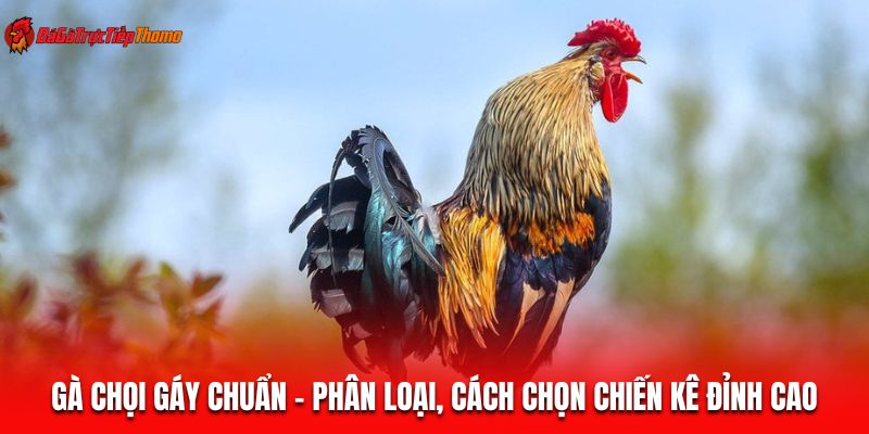 Gà chọi gáy