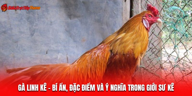 Gà linh kê