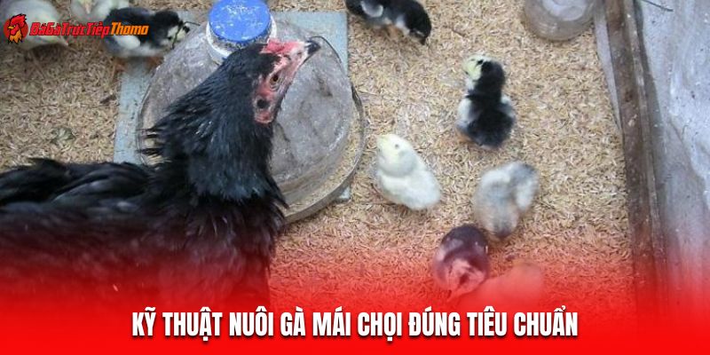 Kỹ thuật nuôi gà mái chọi đúng tiêu chuẩn