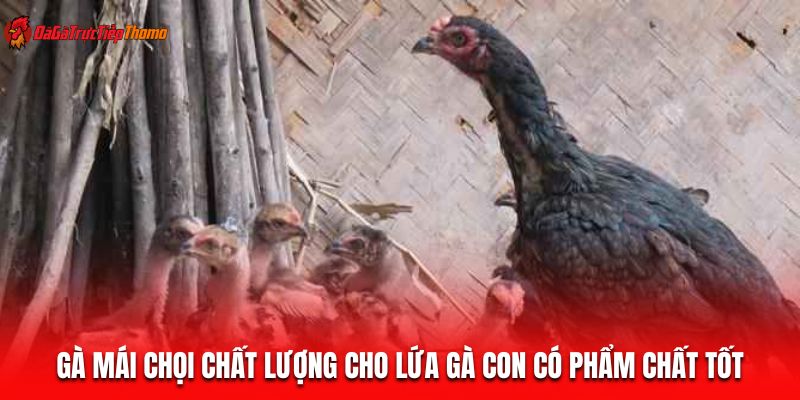 Gà mái chọi chất lượng cho lứa gà con có phẩm chất tốt