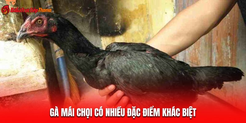 Gà mái chọi có nhiều đặc điểm khác biệt