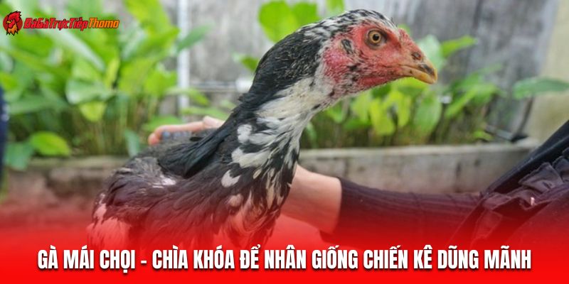 Gà mái chọi