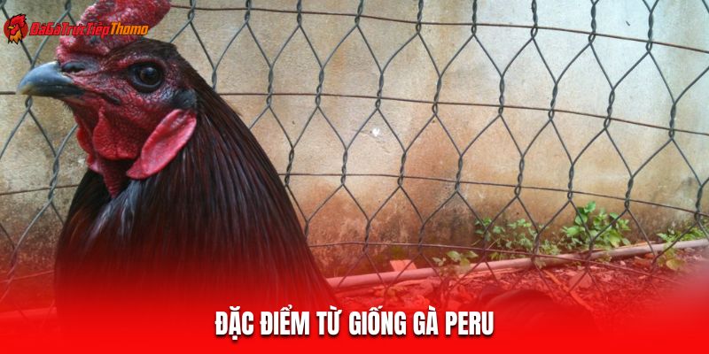 Đặc điểm từ giống gà Peru