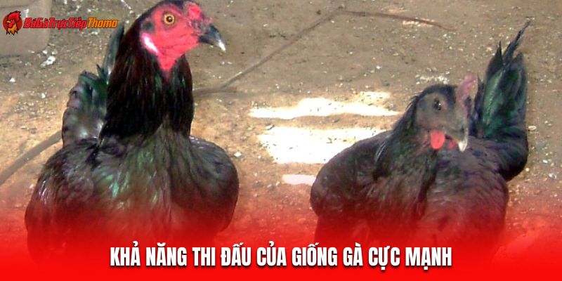 Khả năng thi đấu của giống gà cực mạnh