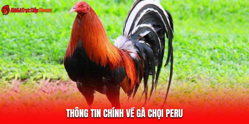 Thông tin chính về gà chọi Peru