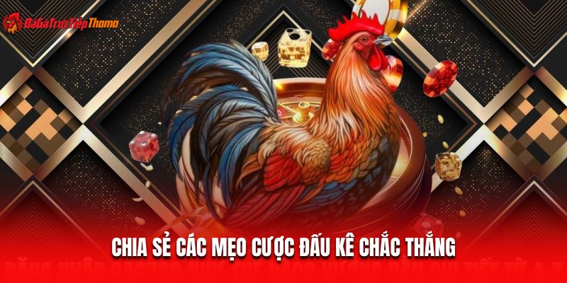Chia sẻ các mẹo cược đấu kê chắc thắng