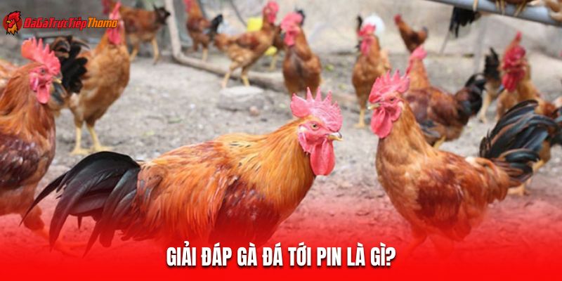 Giải đáp gà đá tới pin là gì?