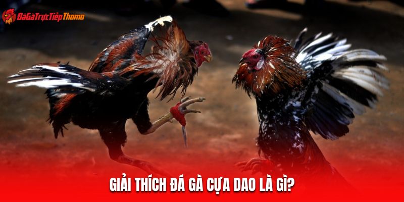 Giải thích đá gà cựa dao là gì?