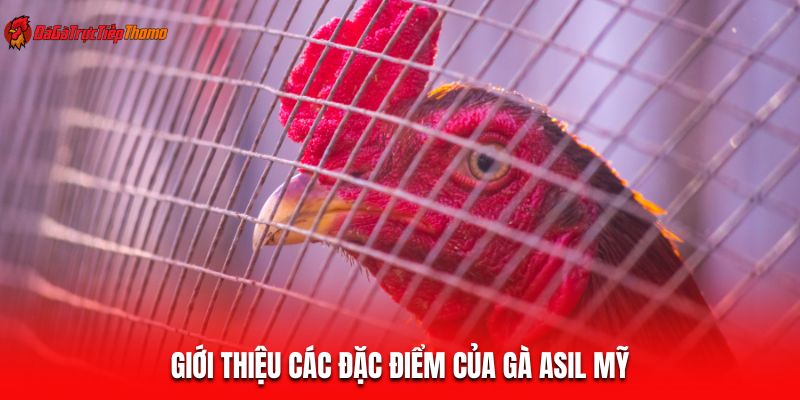 Giới thiệu các đặc điểm của gà Asil Mỹ