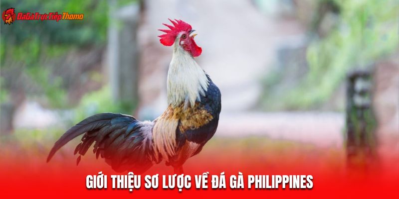 Giới thiệu sơ lược về đá gà Philippines