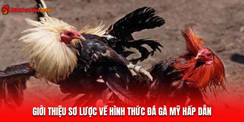 Giới thiệu sơ lược về hình thức đá gà Mỹ hấp dẫn