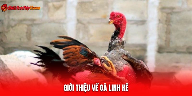 Giới thiệu về gà linh kê