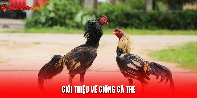 Giới thiệu về giống gà tre