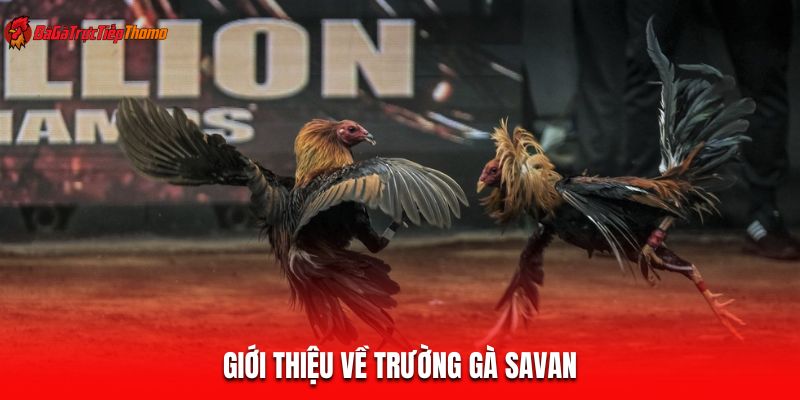 Giới thiệu về trường gà Savan