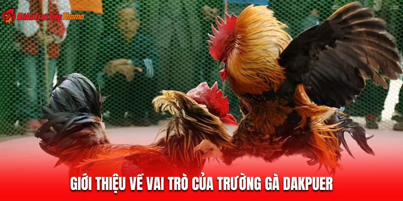 Giới thiệu về vai trò của trường gà Dakpuer