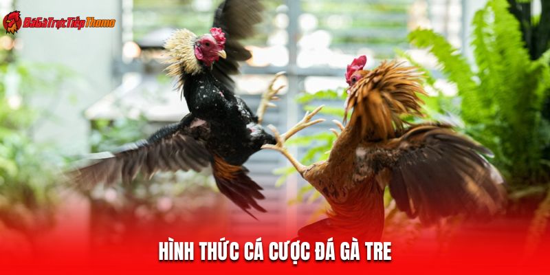 Hình thức cá cược đá gà tre