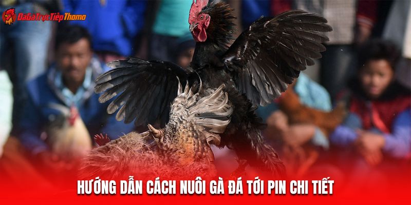 Hướng dẫn cách nuôi gà đá tới pin chi tiết