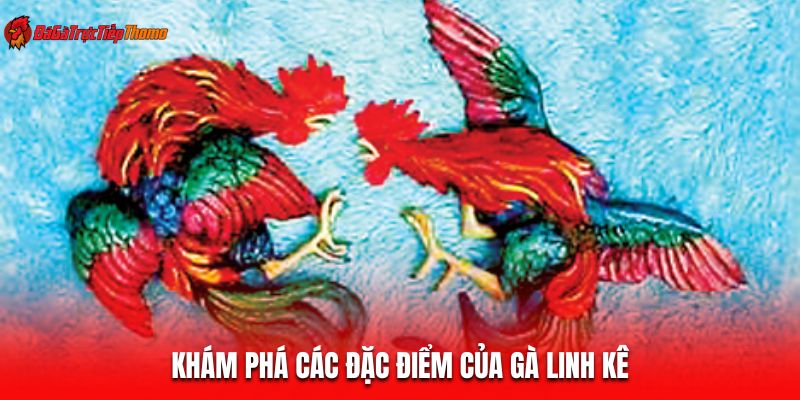 Khám phá các đặc điểm của gà linh kê