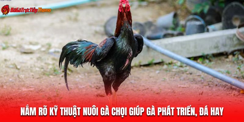 Nắm rõ kỹ thuật nuôi gà chọi giúp gà phát triển, đá hay