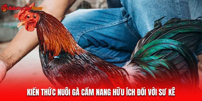 Kiến thức nuôi gà cẩm nang hữu ích đối với sư kê
