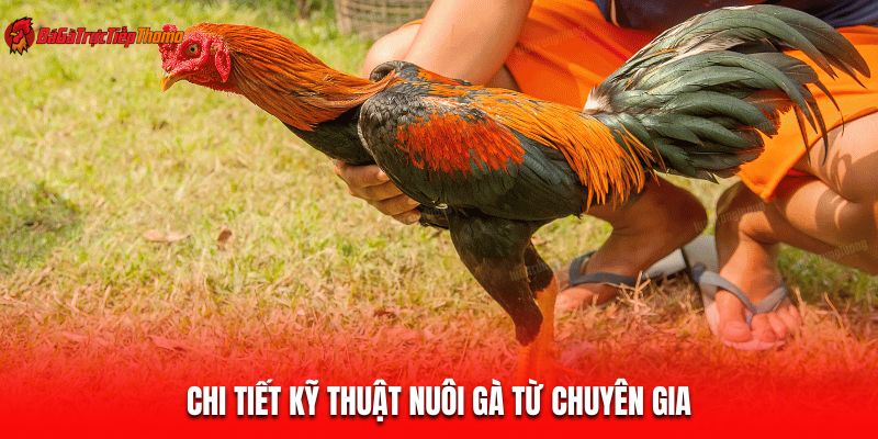 Chi tiết kỹ thuật nuôi gà từ chuyên gia