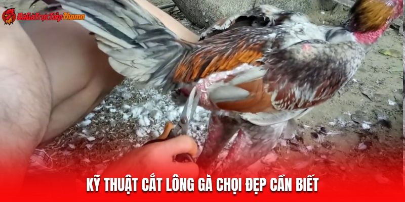 Kỹ thuật cắt lông gà chọi đẹp cần biết
