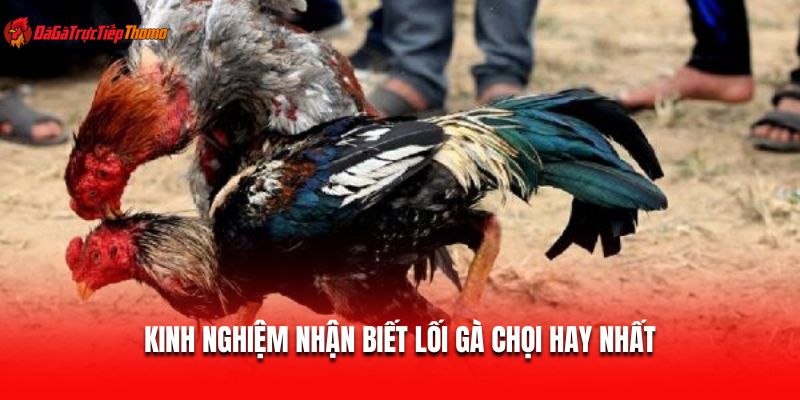 Kinh nghiệm nhận biết lối gà chọi hay nhất
