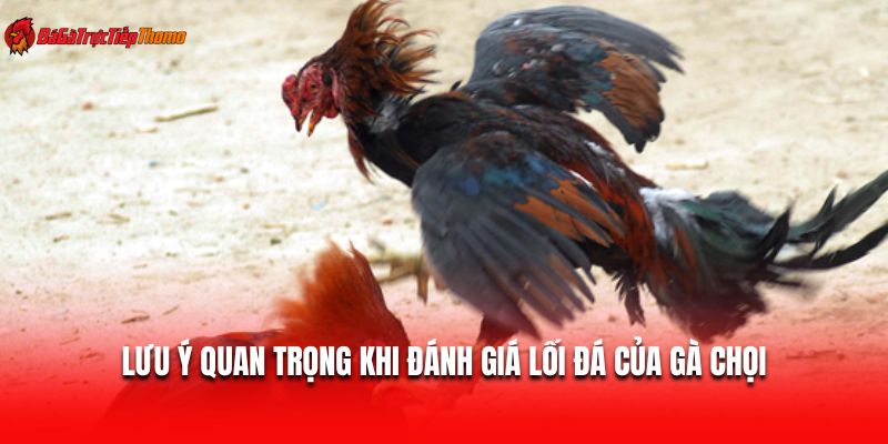 Lưu ý quan trọng khi đánh giá lối đá của gà chọi