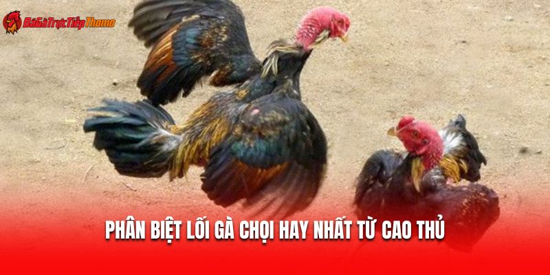 Phân biệt lối gà chọi hay nhất từ cao thủ