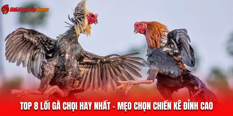 Lối gà chọi hay nhất