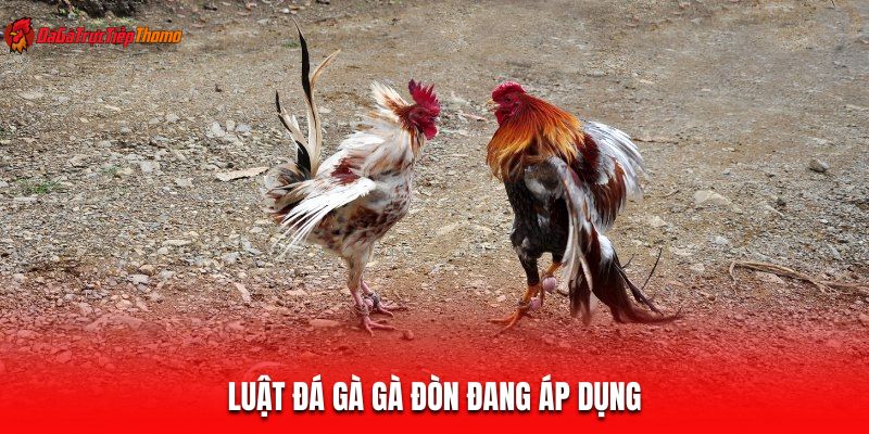 Luật đá gà gà đòn đang áp dụng