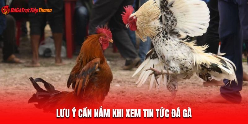 Lưu ý cần nắm khi xem tin tức đá gà
