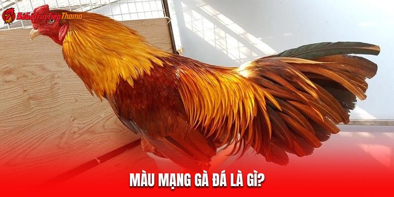 Màu mạng gà đá là gì?