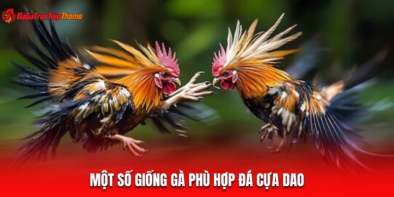 Một số giống gà phù hợp đá cựa dao