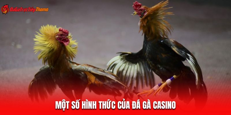 Một số hình thức của đá gà Casino