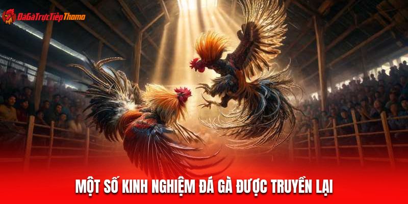 Một số kinh nghiệm đá gà được truyền lại