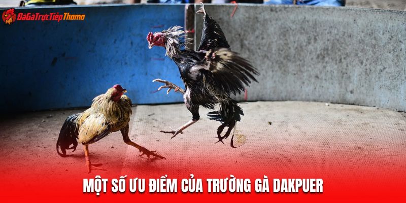 Một số ưu điểm của trường gà Dakpuer