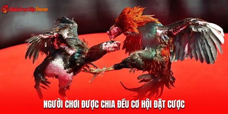 Người chơi được chia đều cơ hội đặt cược