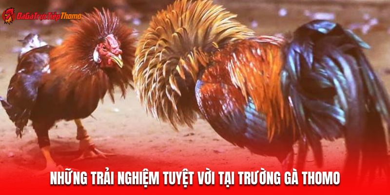 Những trải nghiệm tuyệt vời tại trường gà Thomo
