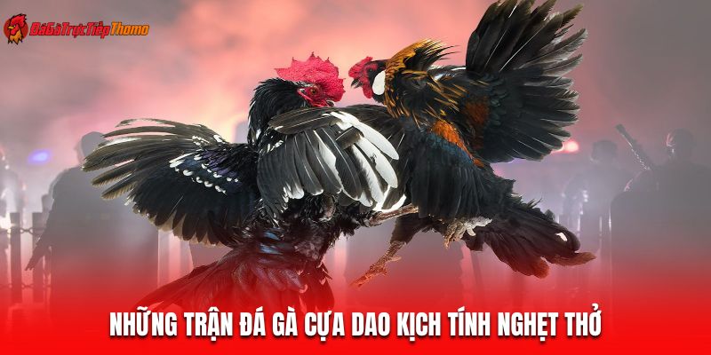 Những trận đá gà cựa dao kịch tính nghẹt thở