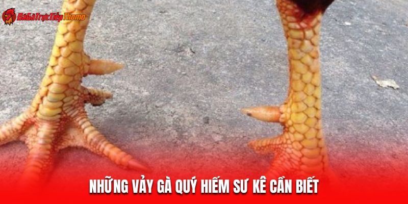 Những vảy gà quý hiếm sư kê cần biết