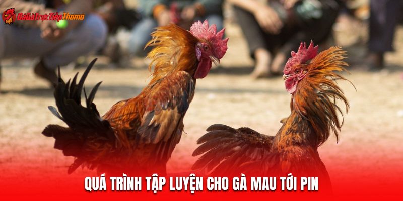 Quá trình tập luyện cho gà mau tới pin
