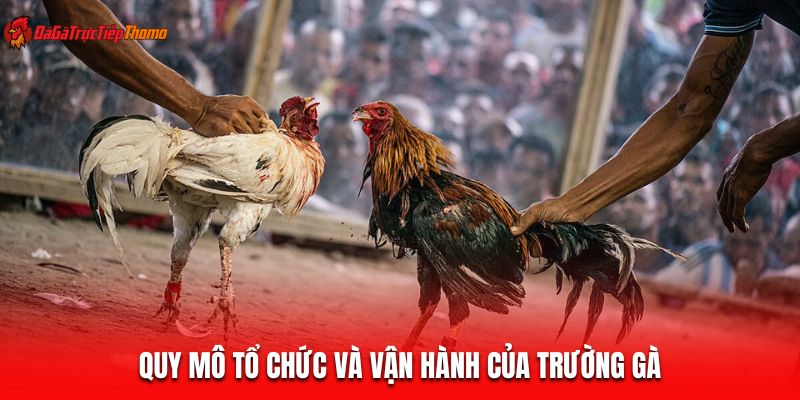 Quy mô tổ chức và vận hành của trường gà