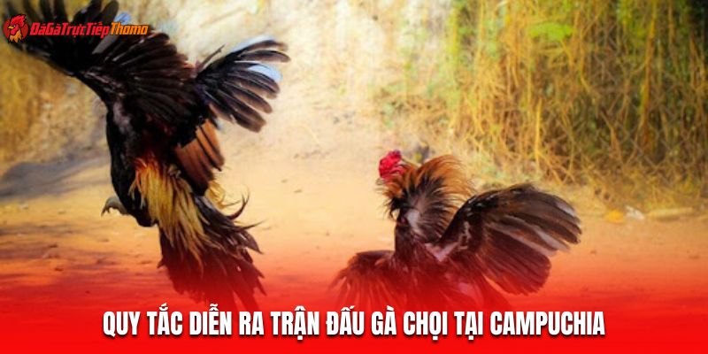 Quy tắc diễn ra trận đấu gà chọi tại Campuchia