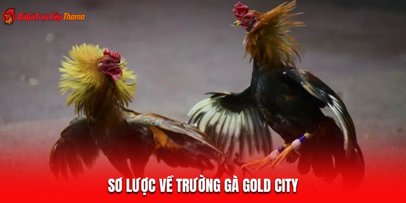 Sơ lược về trường gà Gold City