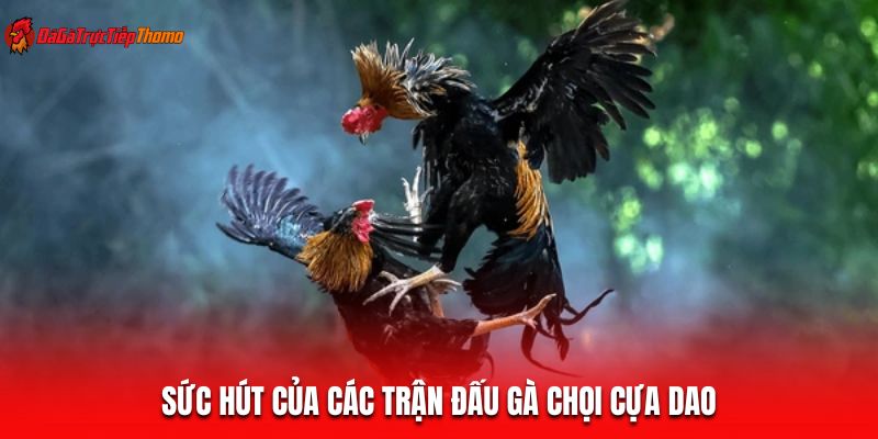 Sức hút của các trận đấu gà chọi cựa dao
